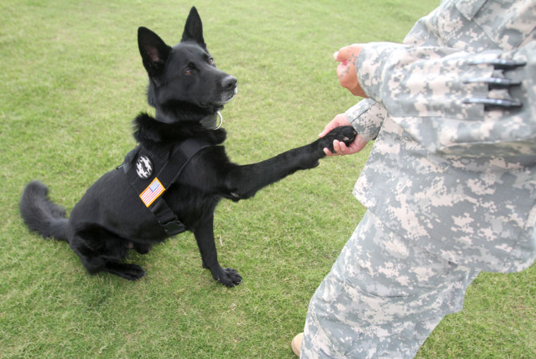 Retired Military Working Dog